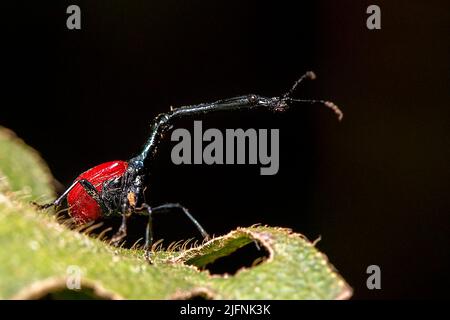 Männlicher Giraffenwedel (Trachelophorus giraffa) aus dem Andasibe-Nationalpark, Madagaskar Stockfoto