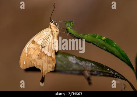 Afrikanischer Schwalbenschwanz (Papillo dardanus), der nachts in Nahnpoana, Madagaskar, ruht. Stockfoto