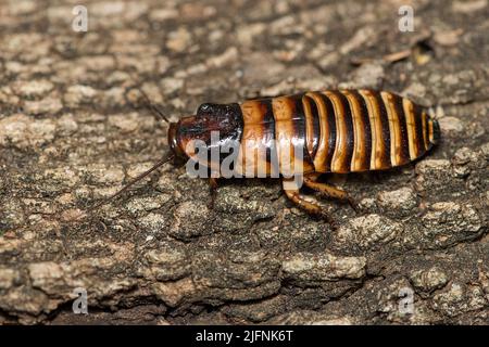 Männchen Madagaskar zischende Schabe (Gromphadorhina portentosa) aus Berenty, Süd-Madagaskar. Stockfoto