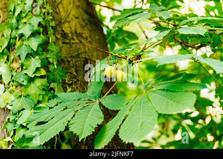 Baum Blätter und Früchte. Aesculus hippocastanum, die Rosskastanie, ist eine blühende Pflanze in der Familie der Sapindaceae mit Soapberry und Litschi. It Stockfoto