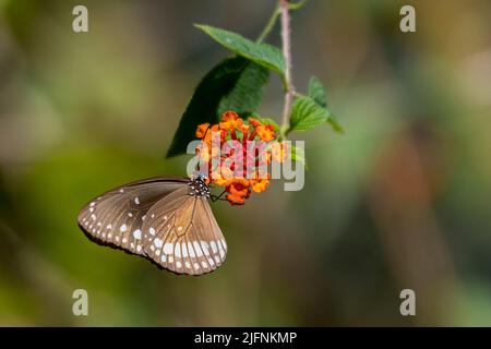 Indische Krähe (Euploea Core) aus dem Kanah National Park, Madhya Pradesh, Indien. Stockfoto
