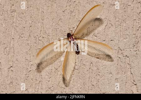 Geflügelte Form (Alate) der Termite (Odontotermes sp.), die im Oktober in Zimanga, Südafrika, für einen kurzen Zeitraum (<24 Stunden) wimmelte. Stockfoto