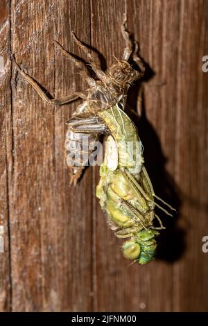 Eine Nymphe des Schwarzschwanz-Skimmer (Orthetrum cancellatum) Durchläuft Übergang und wird eine Erwachsene Libelle in den Prozess Als unvollständig MET bekannt Stockfoto