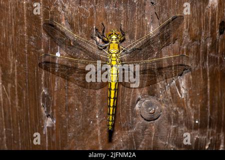 Weibchen eines neu transformierten Schwarzschwanzskimmer (Orthetrum cancellatum) aus Vejlerne, Norddänemark im Juni. Stockfoto