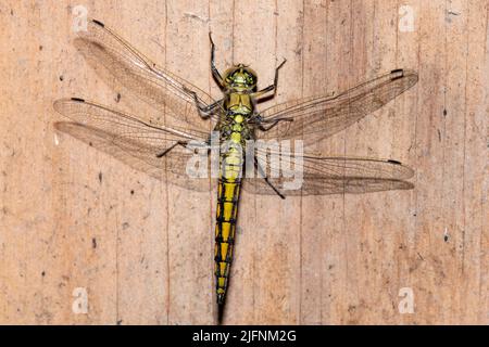 Weibchen eines neu transformierten Schwarzschwanzskimmer (Orthetrum cancellatum) aus Vejlerne, Norddänemark im Juni. Stockfoto