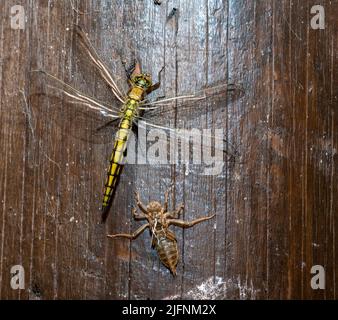 Die Nymphe und ein neu geschlüpftes weibliches Exemplar des Schwarzschwanzskimmer (Orthetrum cancellatum). Die Libelle hat gerade den Übergang abgeschlossen und hat Stockfoto