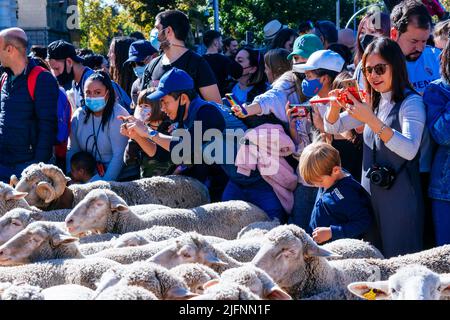 Schafwanderung durch Madrid am Fest der Transhumanz. Madrid, Comunidad de Madrid, Spanien, Europa Stockfoto