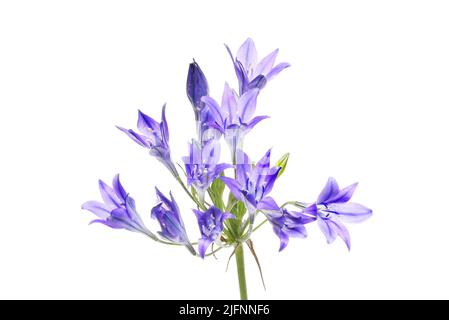 Dreizeiler, Triteleia laxa, Blüten isoliert gegen Weiß Stockfoto