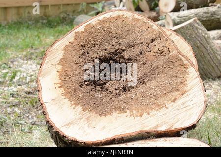 Nahaufnahme eines abgeschnittenen Ahornbaums. Logs und Platten des großen Stammes. Holzstämme eignen sich gut für Brennholz. Die Rumpfmitte ist von der Krankheit verrottet. Stockfoto