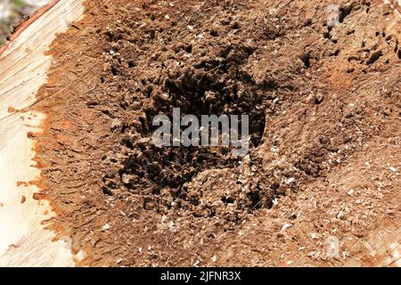 Nahaufnahme eines abgeschnittenen Ahornbaums. Logs und Platten des großen Stammes. Holzstämme eignen sich gut für Brennholz. Die Rumpfmitte ist von der Krankheit verrottet. Stockfoto