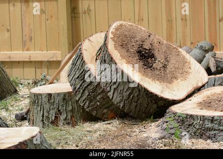 Nahaufnahme eines abgeschnittenen Ahornbaums. Logs und Platten des großen Stammes. Holzstämme eignen sich gut für Brennholz. Die Rumpfmitte ist von der Krankheit verrottet. Stockfoto