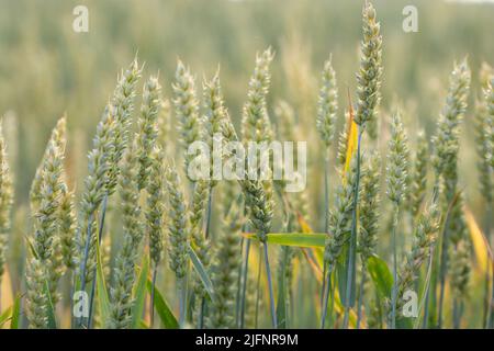 Feld des reifen Weizens mit mehreren Ähren Mais im Vordergrund Stockfoto