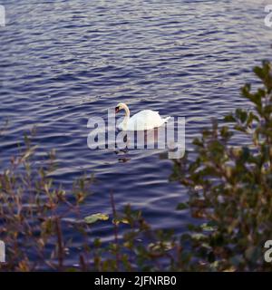 Ein weißer Schwan, der allein im Fluss schwimmend ist Stockfoto