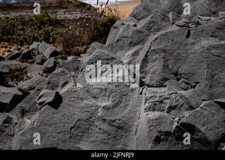 Detail von Kalksteinfelsen mit Resten von Ammoniten-Fossilien an der Atlantikküste in Portugal Stockfoto