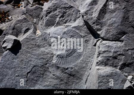 Spuren von Ammoniten-Fossilien auf Kalksteinfelsen an der Atlantikküste in Portugal Stockfoto