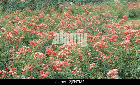 Eine Aufnahme der Büsche mit rosa Blüten in Chengdu, China Stockfoto