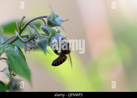 Unreife Himbeere am Busch und eine Biene als Nahaufnahme vor verschwommenem Hintergrund Stockfoto