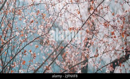 Schöner blühender Baum. Action.Pink blühende junge Orchidee aus verschiedenen Blickwinkeln aufgenommen und Sie können die Sonne hell in die Kamera scheinen sehen. Stockfoto