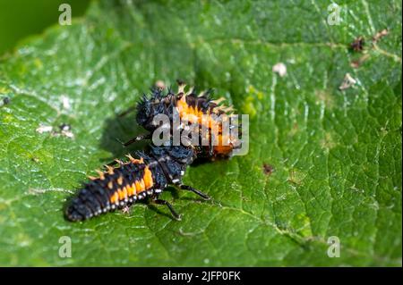 Larve eines Harlekin Marienkäfer, Harmonia axyridis, die eine Larve frisst, die sich in das Puppenstadium derselben Art verwandeln wird Stockfoto