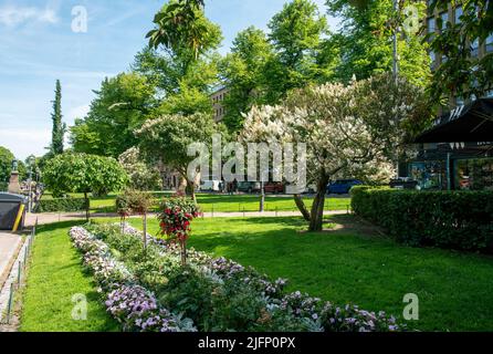 Ein wunderschöner Garten in Helsinki - im Esplanade Park - blühen weiße Flieder! Und kleine fuchsienfarbene Büsche mit violetten Blüten und kleinen Blüten Stockfoto