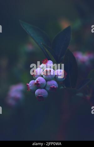 Heidelbeeren wachsen immer noch. Hochwertige Fotos Stockfoto