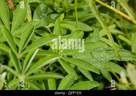 Wasser tropft nach dem Regen über die Blätter der Pflanze in einem Garten. Osterinsel, Chile. Stockfoto