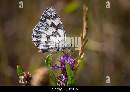 Marmorierte weißer Schmetterling (Melanargia Galathea) Stockfoto