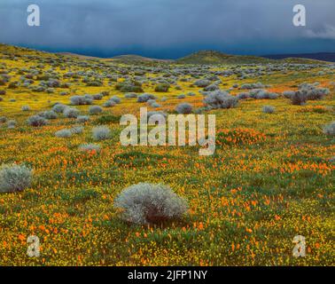 Sturmwolken, Mohnblumen, Goldfields, Antelope Valley California Poppy Reserve, Kern County, Kalifornien Stockfoto