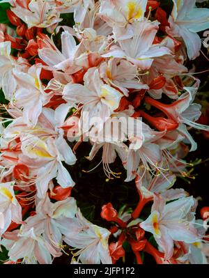 WESTERN Azalea, Rhododendron occidentale, Smith River National Recreation Area, Six Rivers National Forest, Del Norte County, Kalifornien Stockfoto