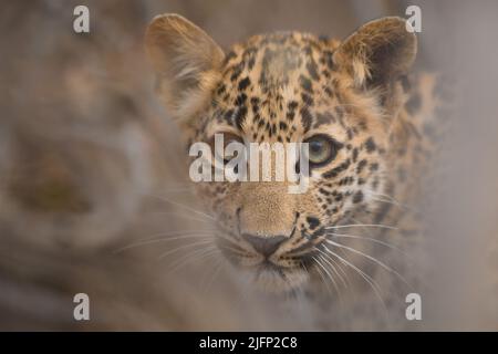 Enge Nahaufnahme Porträt eines 3 Monate alten Leopardenjungen aus Jhalana Leopard Reserve, Jaipur, Rajasthan Stockfoto