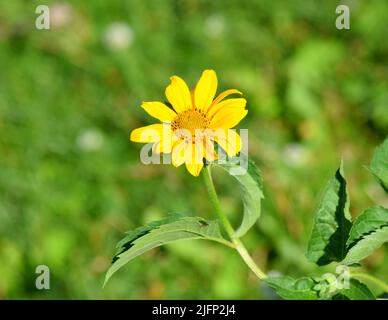 Eine Nahaufnahme einer Oxeye-falschen Sonnenblume an einem sonnigen Sommertag. Stockfoto