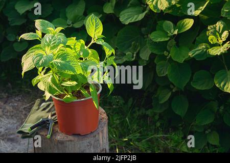 Hortensien blühen in einem Topf. Hortensia macrophylla - lateinischer Name der Pflanze. Hortensien Pflanzen im Hintergrund im Sommergarten. Stockfoto