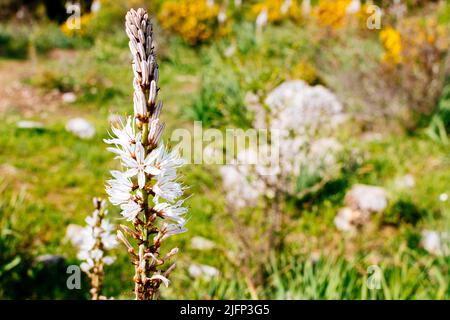 Asphodelus ramosus, der verzweigte Asphodel, ist eine mehrjährige krautige Pflanze in der Ordnung Asparagales. Sierra de las Nieves, Málaga, Andalucía, Spanien, E Stockfoto