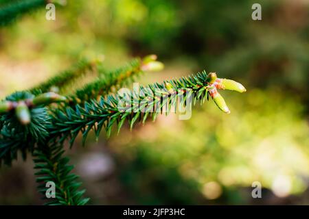 Ast, Blätter und weibliche Zapfen.Abies pinsapo, die spanische Tanne, ist eine Baumart aus der Familie der Pinaceae, die in Südspanien und im Norden von Mor beheimatet ist Stockfoto