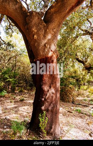 Quercus suber, auch Korkeiche genannt, ist eine mittelgroße, immergrüne Eiche im Abschnitt Quercus sect. Cerris. Sierra de las Nieves, Málaga, Stockfoto