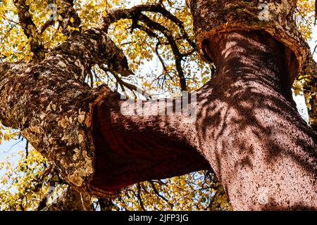 Quercus suber, auch Korkeiche genannt, ist eine mittelgroße, immergrüne Eiche im Abschnitt Quercus sect. Cerris. Sierra de las Nieves, Málaga, Stockfoto