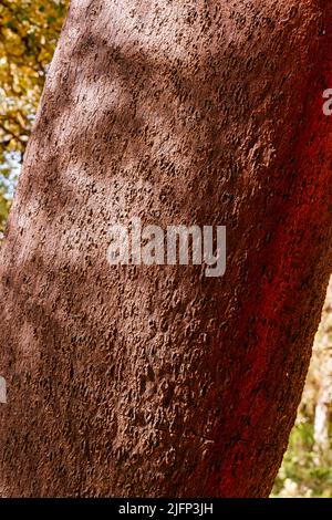 Detail Trunk. Quercus suber, auch Korkeiche genannt, ist eine mittelgroße, immergrüne Eiche im Abschnitt Quercus sect. Cerris. Sierra de las Ni Stockfoto