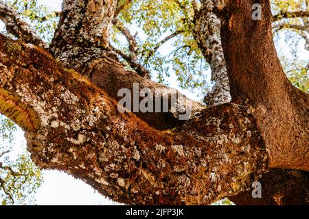 Quercus suber, auch Korkeiche genannt, ist eine mittelgroße, immergrüne Eiche im Abschnitt Quercus sect. Cerris. Sierra de las Nieves, Málaga, Stockfoto