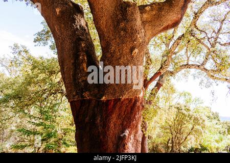 Quercus suber, auch Korkeiche genannt, ist eine mittelgroße, immergrüne Eiche im Abschnitt Quercus sect. Cerris. Sierra de las Nieves, Málaga, Stockfoto
