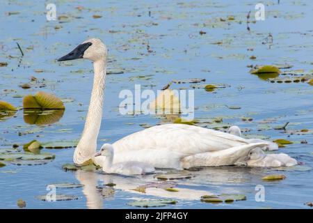 Trompeter-Schwan (Cygnus buccinator) mit Cygnets, Frühsommer, Ost-Nordamerika, von Dominique Braud/Dembinsky Photo Assoc Stockfoto