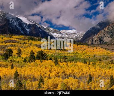 Clearing Sturm, Espen, Parker Peak, Ansel Adams Wilderness, Inyo National Forest, östlichen Sierra, Kalifornien Stockfoto