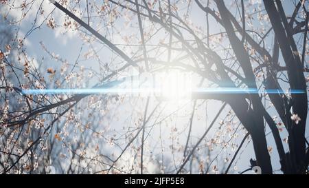 Schöner blühender Baum. Action.Pink blühende junge Orchidee aus verschiedenen Blickwinkeln aufgenommen und Sie können die Sonne hell in die Kamera scheinen sehen. Stockfoto