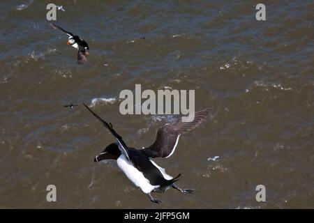 razorbill und ein Papageitaucher im Flug bei Bempton Cliffs, Yorkshire, Großbritannien Stockfoto