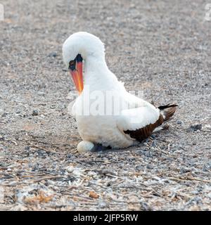 Nazca booby (Sula granti) brütet mit Eiern, Genovesa-Insel, Galapagos-Nationalpark, Ecuador. Stockfoto