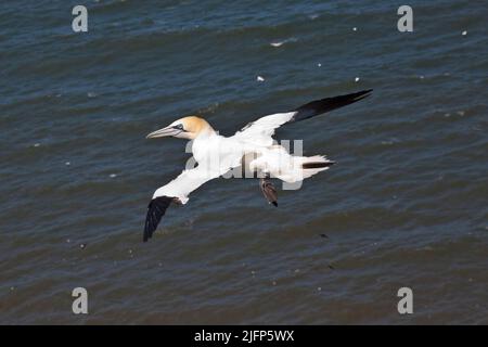 gannet im Flug vor der Nordsee bei Bempton Cliffs, Yorkshire Stockfoto