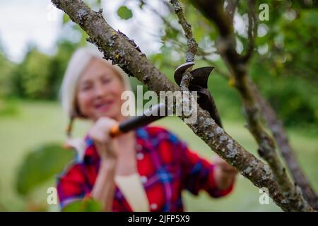 Ältere Frau im Sommer im Garten, Äste schneiden und Obstbaum schneiden, Gartenarbeit Konzept. Stockfoto