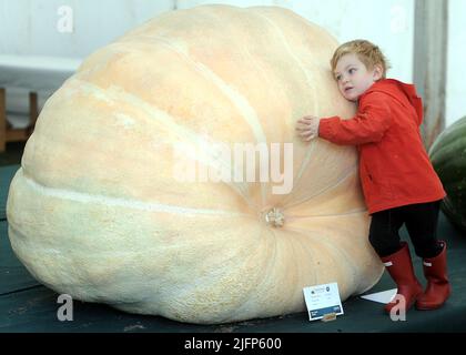 Alfie Edwards-Mort,3yrs,bewundert Vincent Sjodins ersten Preisträger Pumpkin 502kg bei der Malvern Autumn Show Canna UK National Giant Vegetables Championships, die am Freitag, 24.. September, auf dem Three Counties Showground in Worcestershire ausgetragen werden Wann: 22. September 2020 Credit: Paul Nicholls/WENN Stockfoto