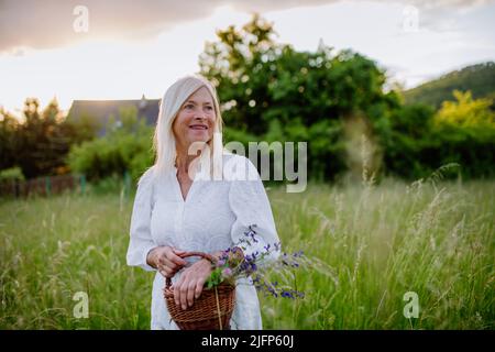 Ältere Frau mit Korb auf der Wiese im Sommer sammeln Kräuter und Blumen, Naturmedizin Konzept. Stockfoto