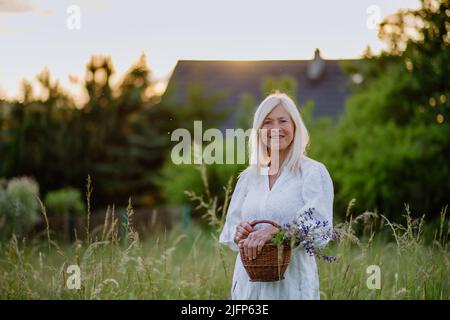Ältere Frau mit Korb auf der Wiese im Sommer sammeln Kräuter und Blumen, Naturmedizin Konzept. Stockfoto