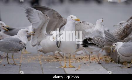 Möwen essen an einem kalten Herbsttag in einem Stadtpark Semmelbrösel. Aktion. Vogelschar auf Asphaltfliesen. Stockfoto
